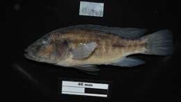 صورة Thoracochromis