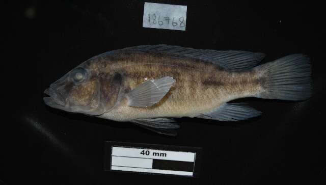 صورة Thoracochromis