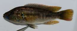 صورة Thoracochromis