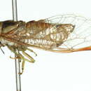 Image of Cicadetta mixta cx