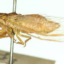 Image of Cicadetta