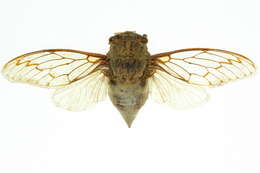 Image of Arenopsaltria fullo (Walker & F. 1850)