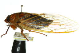 Image of Cyclochila