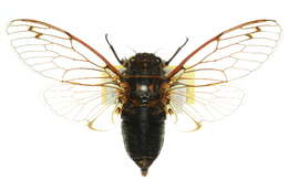 Image of Diemeniana cincta (Fabricius 1803)