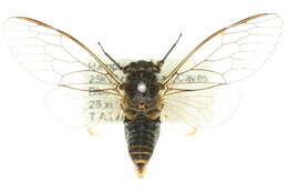 Image of Pauropsalta