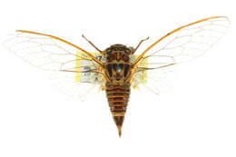 Image of Pauropsalta infrasilia