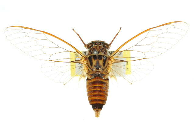 Image of Pauropsalta infrasilia