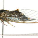 Image of Pauropsalta infuscata (Goding & Froggatt 1904)