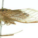 Image of Cicadetta