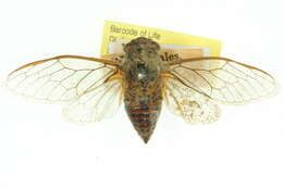 Image of Cicadetta