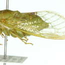 Image of Erempsalta hermannsburgensis (Distant 1907)