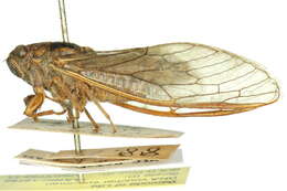 Cicadetta resmi