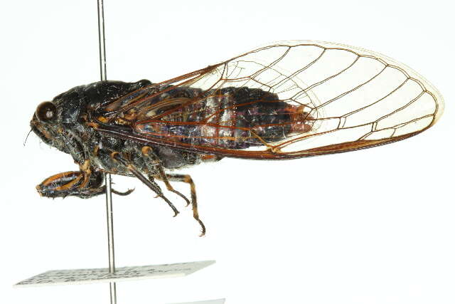 Cicadetta resmi