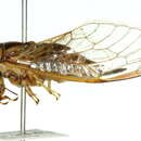 Image of Cicadetta