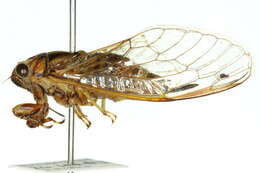 Image of Cicadetta