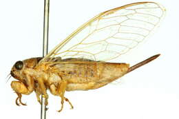 Image of Cicadetta