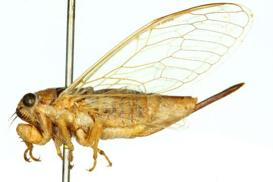 Image of Cicadetta