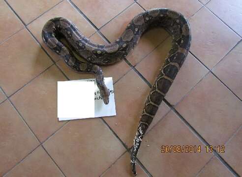 Image of true boas