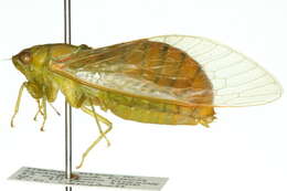 Sivun Chlorocysta vitripennis (Westwood 1851) kuva