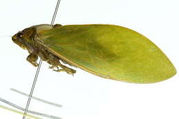 Image of Cystopsaltria