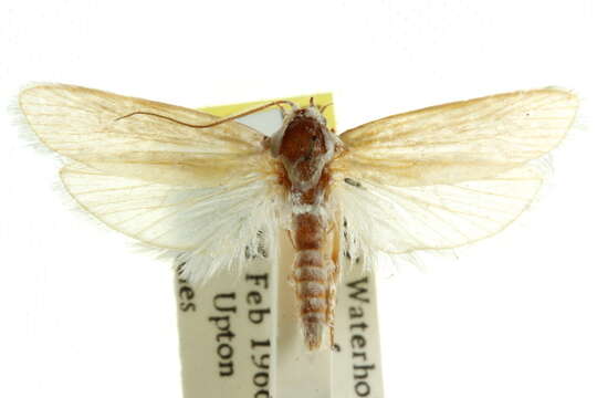 Image of <i>Xylorycta amphileuca</i>
