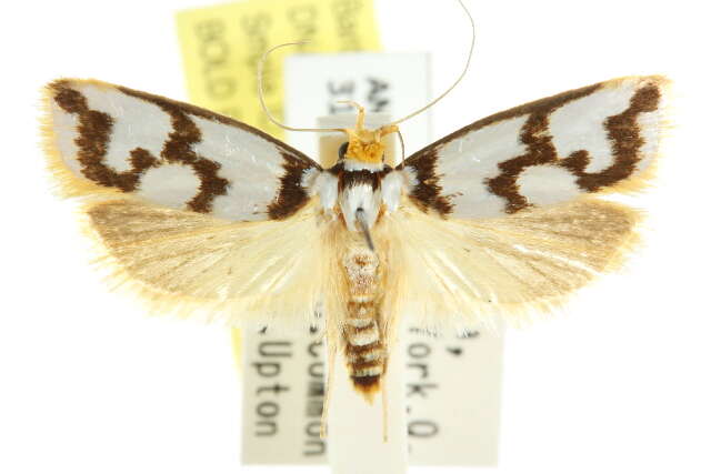 Imagem de Xylorycta ophiogramma Meyrick 1890