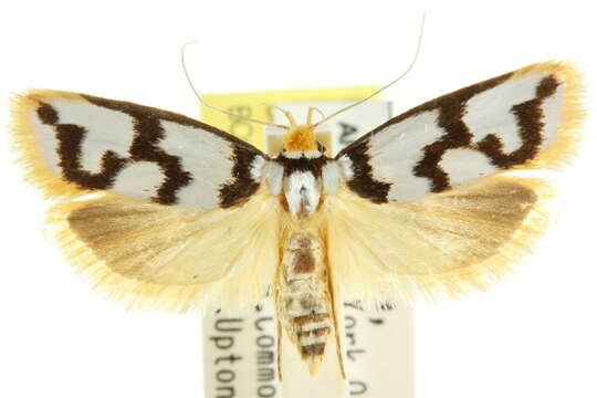 Image of Xylorycta ophiogramma Meyrick 1890