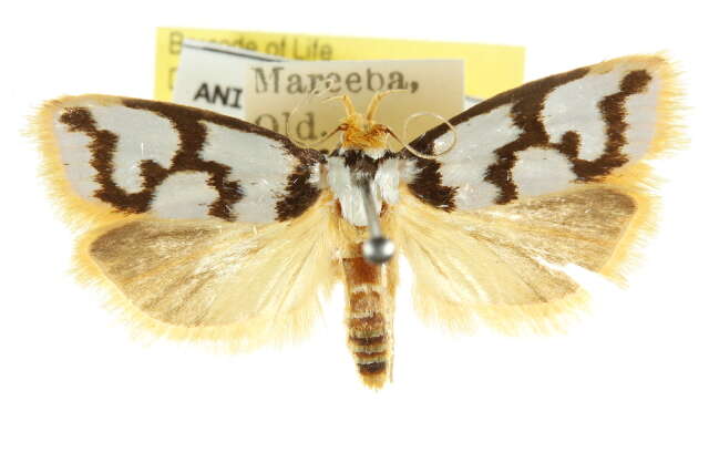 Imagem de Xylorycta ophiogramma Meyrick 1890