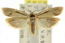 Imagem de <i>Xylorycta streptogramma</i>