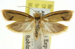 Imagem de <i>Xylorycta streptogramma</i>