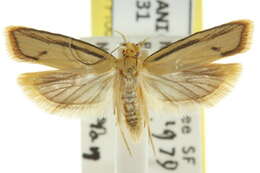 Imagem de <i>Xylorycta streptogramma</i>