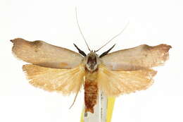 Image of Echiomima mythica Meyrick 1890