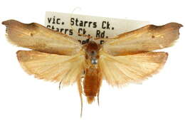 Image of Echiomima mythica Meyrick 1890
