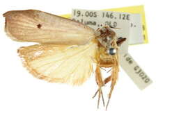 Image of Echiomima viperina Lucas 1915