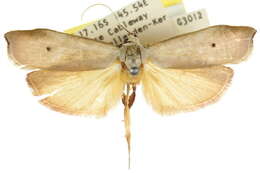 Image of Echiomima viperina Lucas 1915