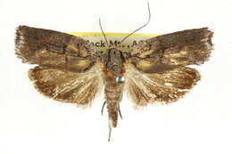 Image of <i>Illidgea epigramma</i>