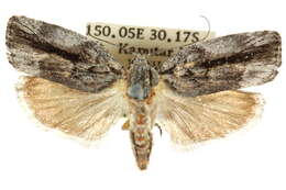 Image of <i>Illidgea epigramma</i>