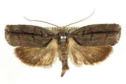 Image of <i>Illidgea epigramma</i>