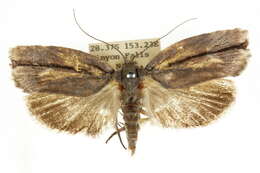 Image of <i>Illidgea epigramma</i>