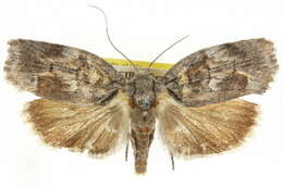 Image of <i>Illidgea epigramma</i>