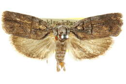 Image of <i>Illidgea epigramma</i>