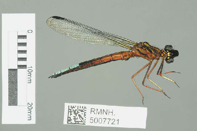 Image of Platycypha Fraser 1949