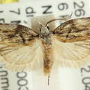 Image of Lophobela sinuosa Turner 1917