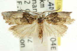 Image of Lophobela sinuosa Turner 1917