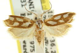 Image of Plectophila electella Walker 1864