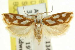 Image of Plectophila electella Walker 1864