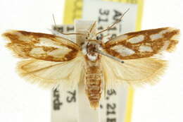 Image of Plectophila electella Walker 1864