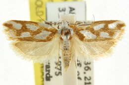 Image of Plectophila electella Walker 1864