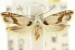 Iulactis insignis Meyrick 1904 resmi