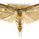 Image of <i>Thymiatris cephalochra</i>